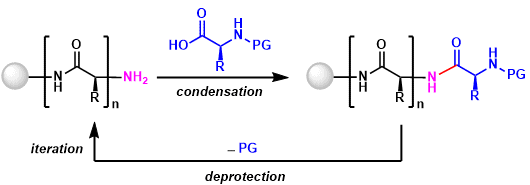 Merrifield Solid-Phase Peptide Synthesis