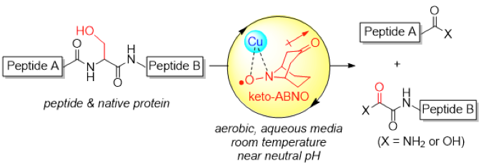 Serine-Selective Aerobic Cleavage of Peptides and a Protein Using a Water-Soluble Copper–Organoradical Conjugate