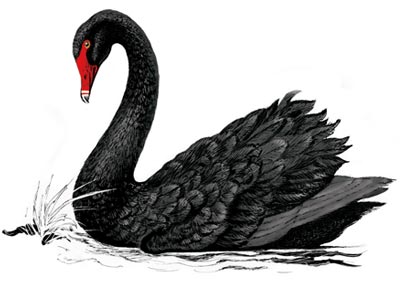 black-swan2