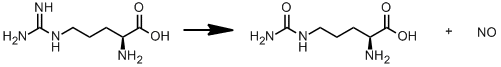Figure. Biosynthesis of NO: L-arginine → L-citrulline + NO