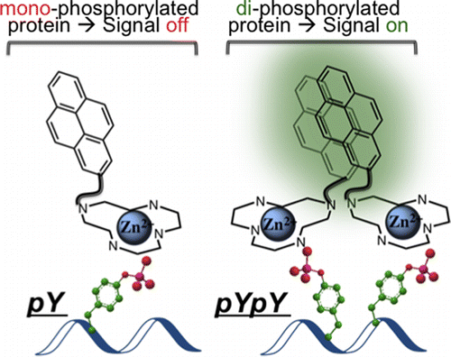 An Excimer-Based, Turn-On Fluorescent Sensor for the Selective Detection of Diphosphorylated Proteins in Aqueous Solution and Polyacrylamide Gels