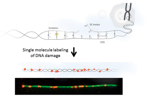 Lighting Up Individual DNA Damage Sites by In Vitro Repair Synthesis