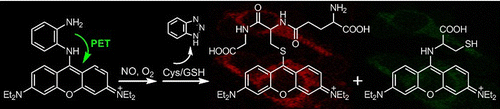 A Mitochondria-Targetable Fluorescent Probe for Dual-Channel NO Imaging Assisted by Intracellular Cysteine and Glutathione