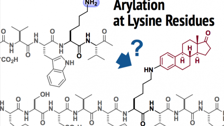 Arylation at Lysine Residues