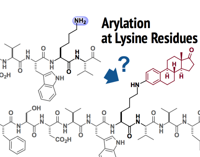 Arylation at Lysine Residues