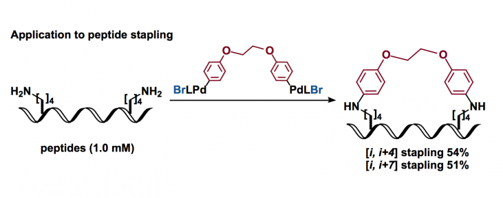 Arylation at Lysine Residues | Chem-Station Int. Ed.