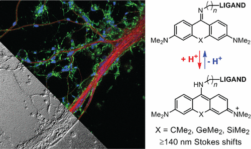 Cell-Permeant Large Stokes Shift Dyes for Transfection-Free Multicolor Nanoscopy