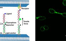 Visualizing Intercellular Tensile Forces by DNA-Based Membrane Molecular Probes
