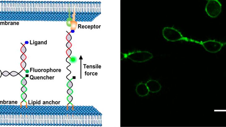 Visualizing Intercellular Tensile Forces by DNA-Based Membrane Molecular Probes