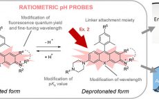 Development of a Series of Practical Fluorescent Chemical Tools To Measure pH Values in Living Samples