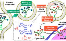 Caged Molecular Glues as Photoactivatable Tags for Nuclear Translocation of Guests in Living Cells