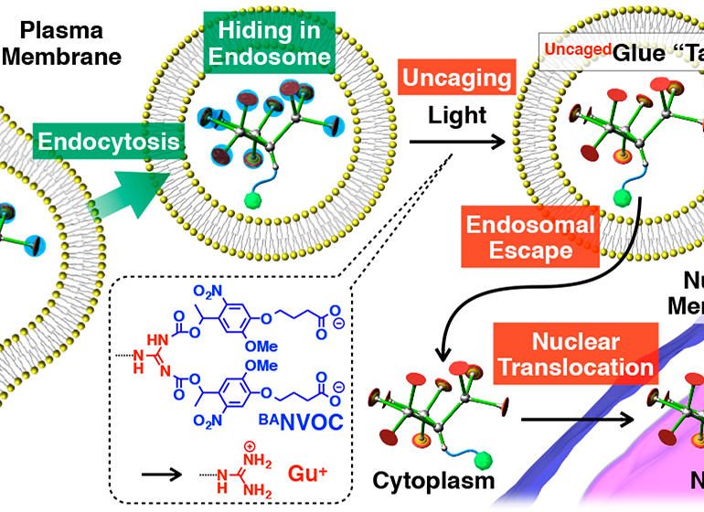 Caged Molecular Glues as Photoactivatable Tags for Nuclear Translocation of Guests in Living Cells