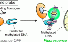 Synthetic-Molecule/Protein Hybrid Probe with Fluorogenic Switch for Live-Cell Imaging of DNA Methylation
