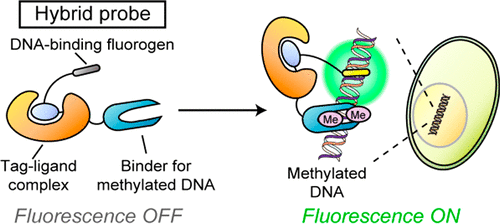 Synthetic-Molecule/Protein Hybrid Probe with Fluorogenic Switch for Live-Cell Imaging of DNA Methylation