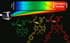Family of BODIPY Photocages Cleaved by Single Photons of Visible/ Near-Infrared Light